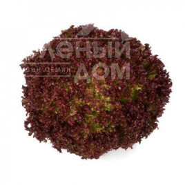 Насіння салату Кавернет / Cavernet купити оптом і в роздріб в Україні за вигідною ціною