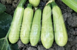 Семена кабачков ЕЗ 38 F1 / EZ 38  F1, 45-50 дней купить оптом и в розницу в Украине по выгодной цене