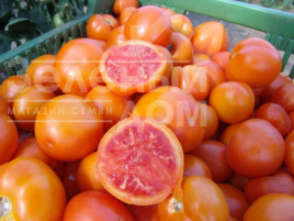 Насіння томатів Златава / Zlatava купити оптом і в роздріб в Україні за вигідною ціною