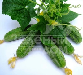 Семена огурцов Регал F1 / Regal F1,45-48 дней купить оптом и в розницу в Украине по выгодной цене