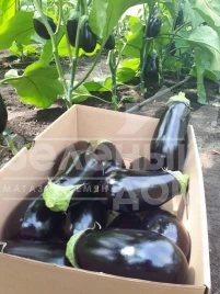 Семена баклажана ЦРХ 50170 F1 / CRX 50170 F1 купить оптом и в розницу в Украине по выгодной цене