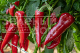 Насіння солодкого перцю Мерсіса F1 / Mersisa F1 купити оптом і в роздріб в Україні за вигідною ціною