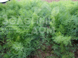 Насіння кропу Монарх / Monarkh купити оптом і в роздріб в Україні за вигідною ціною