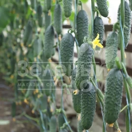 Семена огурцов Сатоми F1 (KS 84 F1)  / Satomy F1 (KS 84 F1) купить оптом и в розницу в Украине по выгодной цене