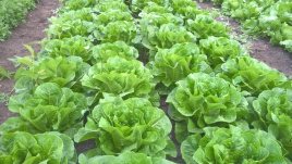 Насіння салату Баціо / Bacio купити оптом і в роздріб в Україні за вигідною ціною