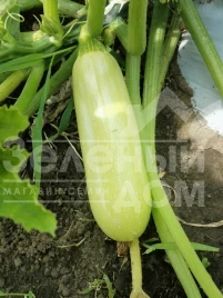 Семена кабачков Ришар (INX 1423) F1 / Rishar (INX 1423) F1,35-37 дней купить оптом и в розницу в Украине по выгодной цене