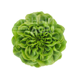 Насіння салату Аквіно / Aquino купити оптом і в роздріб в Україні за вигідною ціною