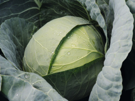 Насіння капусти білокачанної Чекмейт F1 / Checkmate F1,67 днів купити оптом і в роздріб в Україні за вигідною ціною