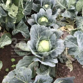 Семена капусты белокочанной Вирджиния F1 / Virdzhiniya F1, 45-50 дней купить оптом и в розницу в Украине по выгодной цене