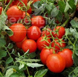 Насіння томатів Гонг F1 / Gong F1,60-65 днів купити оптом і в роздріб в Україні за вигідною ціною