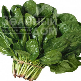 Насіння шпинату Лагос / Lagos,40-45 днів купити оптом і в роздріб в Україні за вигідною ціною