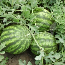 Семена арбуза Султан F1 / Sultan F1,65-67 дней купить оптом и в розницу в Украине по выгодной цене