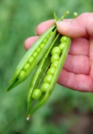 Семена гороха Йохан / Johan  купить оптом и в розницу в Украине по выгодной цене