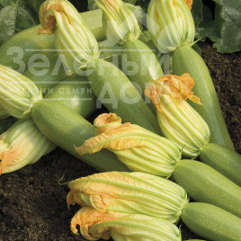 Насіння кабачків Байя F1 (СВ 11-46) / Baya F1(SV 11-46) ,40-42 дні купити оптом і в роздріб в Україні за вигідною ціною