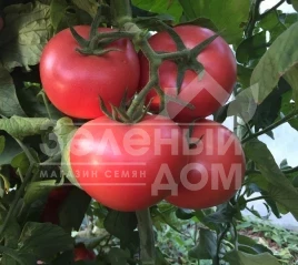 Семена томатов Пинк Кристал F1 / Pink Kristal F1,70 дней купить оптом и в розницу в Украине по выгодной цене