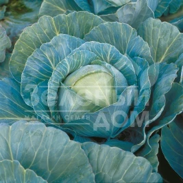 Семена капусты белокочанной Килагерб F1 / Kilaherb F1,110-115 дней купить оптом и в розницу в Украине по выгодной цене