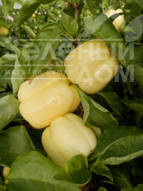 Насіння солодкого перцю Оїда F1 / Oida F1,65-70 днів купити оптом і в роздріб в Україні за вигідною ціною