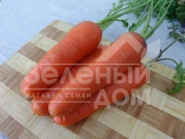 Семена моркови Харизма F1 / Harizma F1,115-120 дней купить оптом и в розницу в Украине по выгодной цене