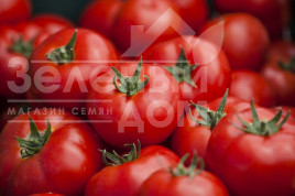 Насіння томатів Бодерін F1 / Boderin F1,58-60 днів купити оптом і в роздріб в Україні за вигідною ціною