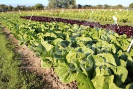 Семена салата Яра / Jara купить оптом и в розницу в Украине по выгодной цене