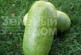 Насіння кавуна Чарльстон Грей / Charleston Grey,75 - 80 днів купити оптом і в роздріб в Україні за вигідною ціною