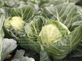 Семена капусты белокочанной Сплеш бол F1 / Splesh bol F1,45-47 дней купить оптом и в розницу в Украине по выгодной цене