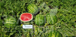 Насіння кавуна Макарена F1 / Macarena (CRX 10507) F1, 60 днів купити оптом і в роздріб в Україні за вигідною ціною