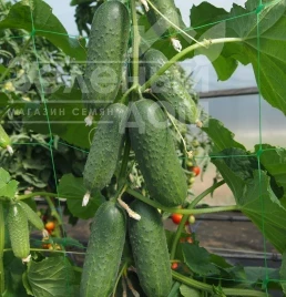Семена огурцов Гермина F1 / Germina F1 купить оптом и в розницу в Украине по выгодной цене