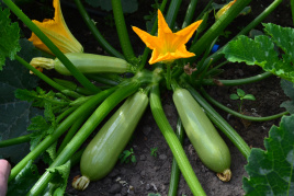 Насіння кабачків ТС 21-0042 F1 / TS 21-0042 F1 купити оптом і в роздріб в Україні за вигідною ціною