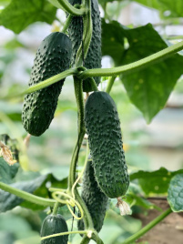 Насіння огірків Ніндзя F1 / Nindzya F1 купити оптом і в роздріб в Україні за вигідною ціною
