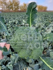 Семена капусты брокколи Трибека F1 / Trybeka F1, 70-75 дней купить оптом и в розницу в Украине по выгодной цене