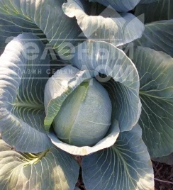 Капуста белокочанная Винчи F1 / Vinchi F1, 130–135 дней купить оптом и в розницу в Украине по выгодной цене