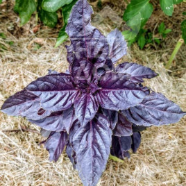 Насіння базиліка Дарк Перпл / Dark Perpl купити оптом і в роздріб в Україні за вигідною ціною