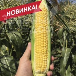 Насіння кукурудзи СВ 1446 F1 / SV 1446 F1, 75-77 днів купити оптом і в роздріб в Україні за вигідною ціною