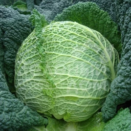 Семена капусты савойской Турмалин F1 / Turmalin F1,140-145 дней купить оптом и в розницу в Украине по выгодной цене