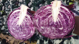 Насіння капусти червоноголової Ред Джевіл F1 / Red Dzhevel F1,70-75 днів купити оптом і в роздріб в Україні за вигідною ціною