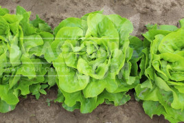 Насіння салату Аналотта / Analotta купити оптом і в роздріб в Україні за вигідною ціною