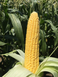 Насіння кукурудзи Трофі F1 / Trophy F1,75 днів купити оптом і в роздріб в Україні за вигідною ціною