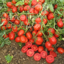 Насіння томатів Уно Россо F1 / Uno Rosso F1,97-100 днів купити оптом і в роздріб в Україні за вигідною ціною