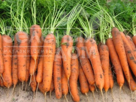 Насіння моркви Трафорд F1 / Trafford F1,130-140 днів купити оптом і в роздріб в Україні за вигідною ціною