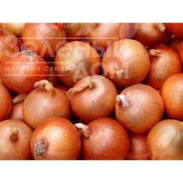 Цибуля ріпчаста Іспаньйол / Ispanyol, 115 днів купити оптом і в роздріб в Україні за вигідною ціною