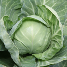 Насіння капусти білокачанної КС 1410 F1 / KS 1410 F1 купити оптом і в роздріб в Україні за вигідною ціною