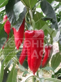 Семена сладкого перца Дерма / Derma,70-80 дней купить оптом и в розницу в Украине по выгодной цене