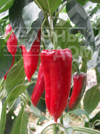 Насіння солодкого перцю Дерма / Derma,70-80 днів купити оптом і в роздріб в Україні за вигідною ціною