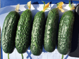 Насіння огірків Ірленд F1 / Erlend F1 купити оптом і в роздріб в Україні за вигідною ціною