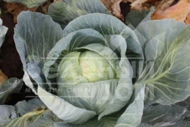 Семена капусты белокочанной Сати F1 / Satie F1,110-115 дней купить оптом и в розницу в Украине по выгодной цене