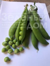 Насіння гороху Продіджі / Prodydzhy, 70-75 днів купити оптом і в роздріб в Україні за вигідною ціною