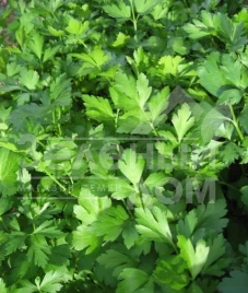 Семена петрушки Фестиваль / Festival купить оптом и в розницу в Украине по выгодной цене