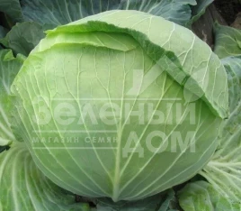 Семена капусты белокочанной Витязь F1 / Vityaz F1 купить оптом и в розницу в Украине по выгодной цене