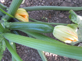 Насіння кабачків ЛС 1890 F1 / LS 1890 F1 купити оптом і в роздріб в Україні за вигідною ціною